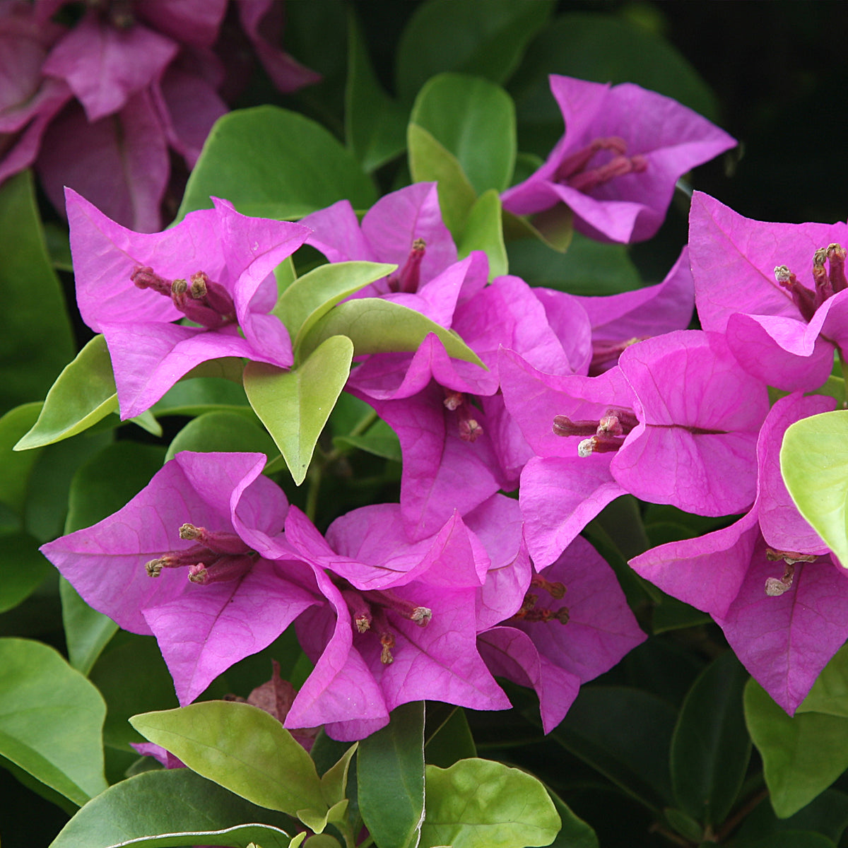 Bougainvillier Violet - Bougainvillea purple - Willemse