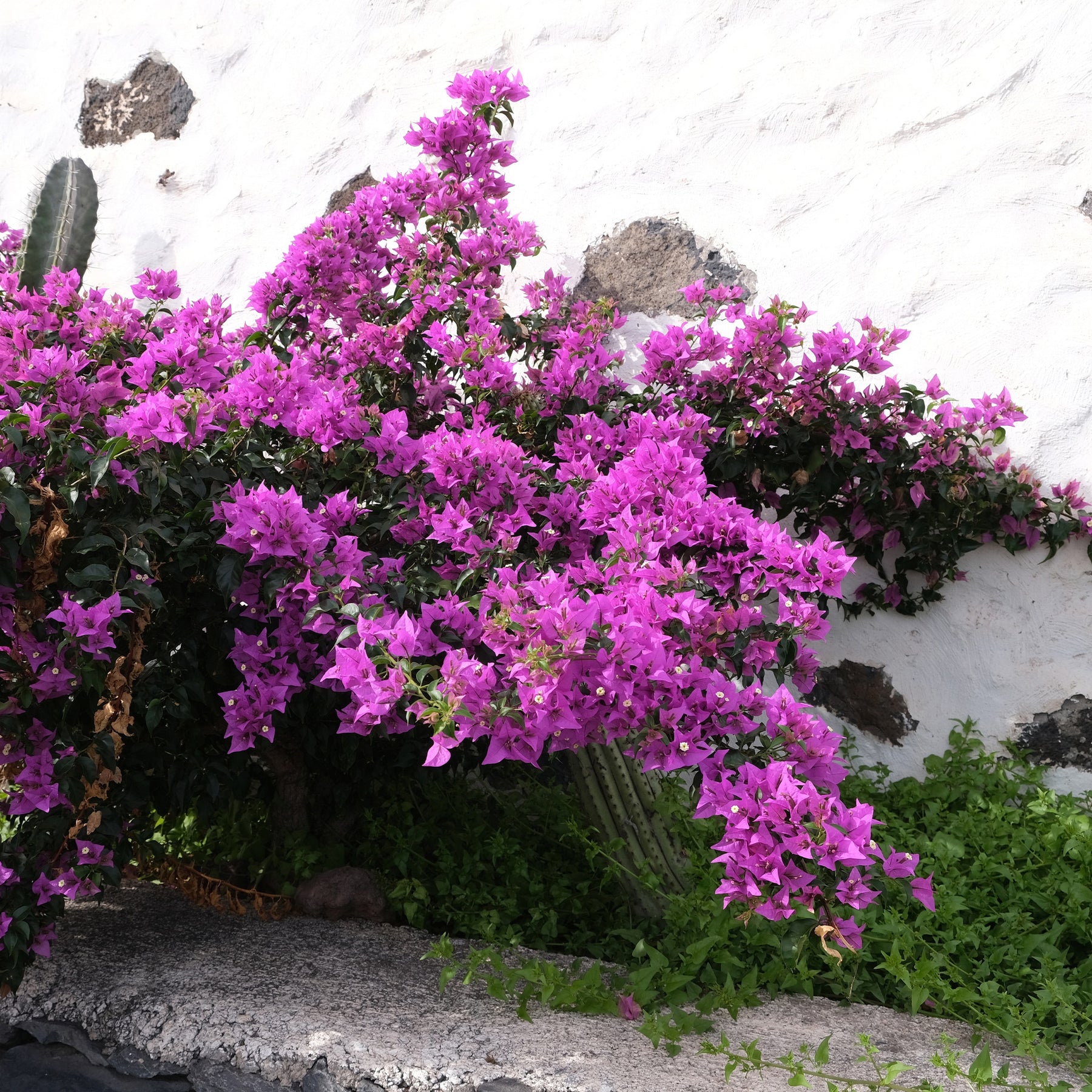 Bougainvillier Violet