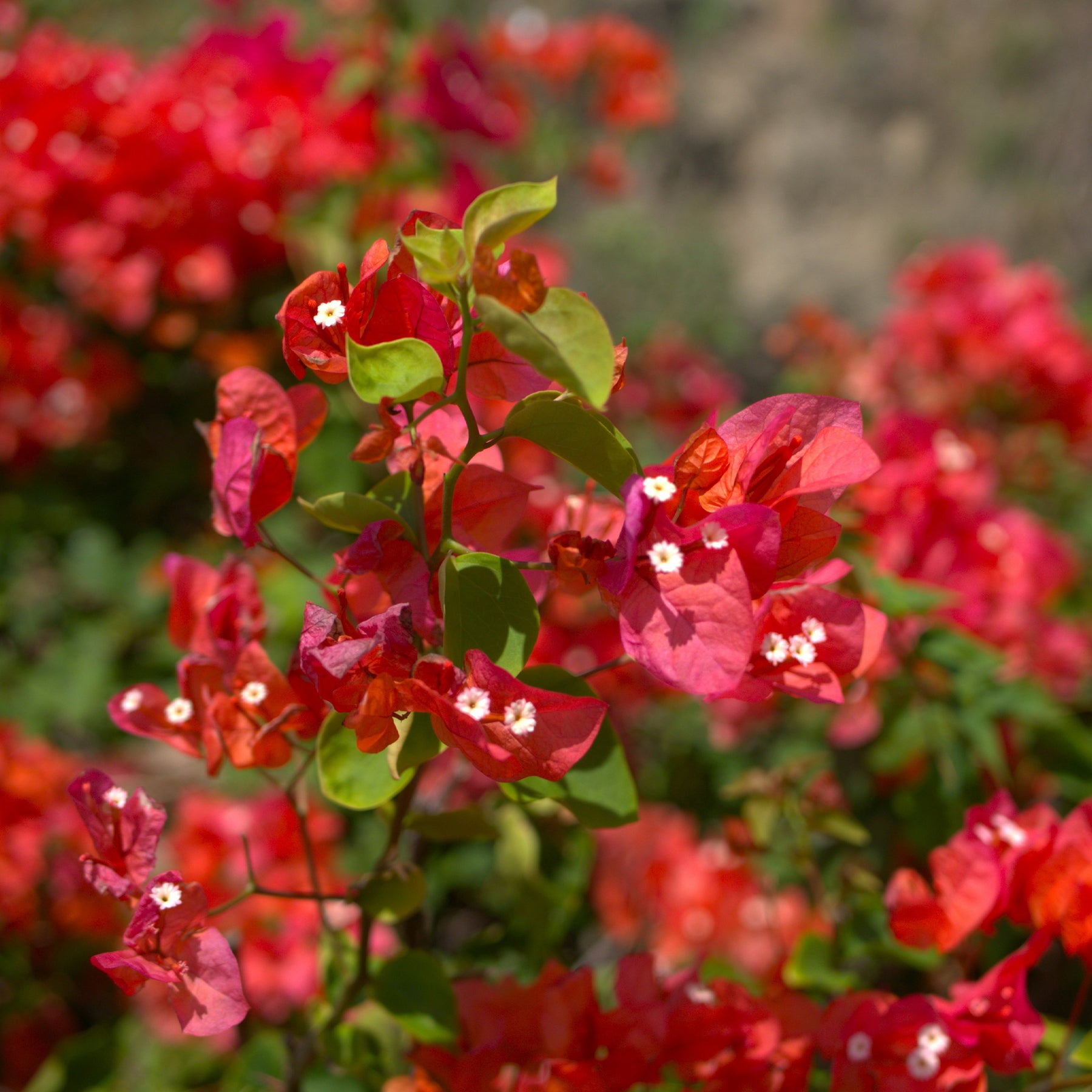 Bougainvillier Rouge - Bougainvillea red - Bougainvilliers