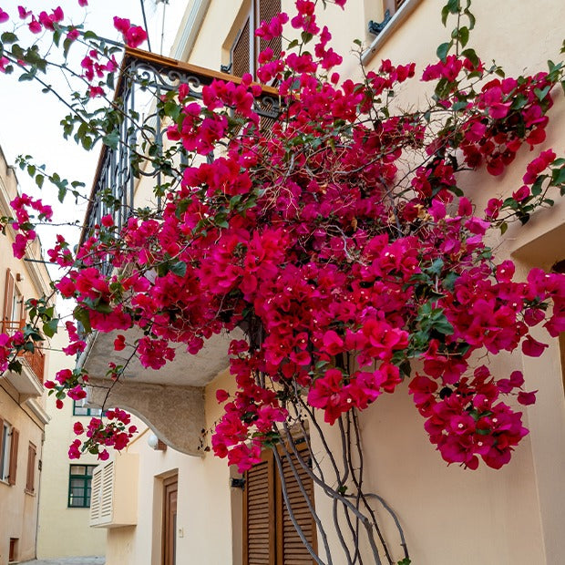Bougainvillier Rouge - Bougainvillea red - Willemse