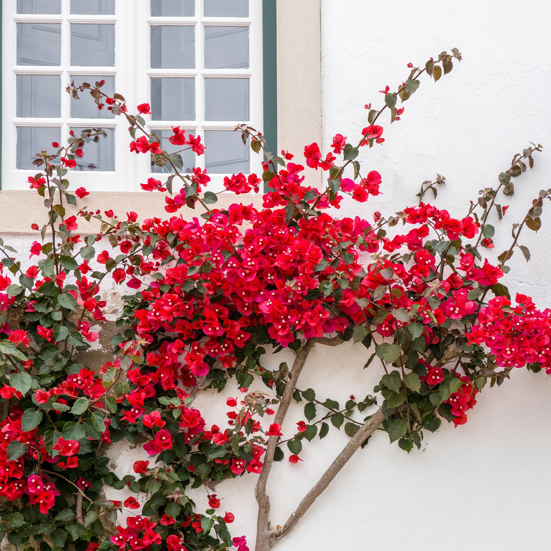 Bougainvillier Rouge - Bougainvillea red - Plantes grimpantes