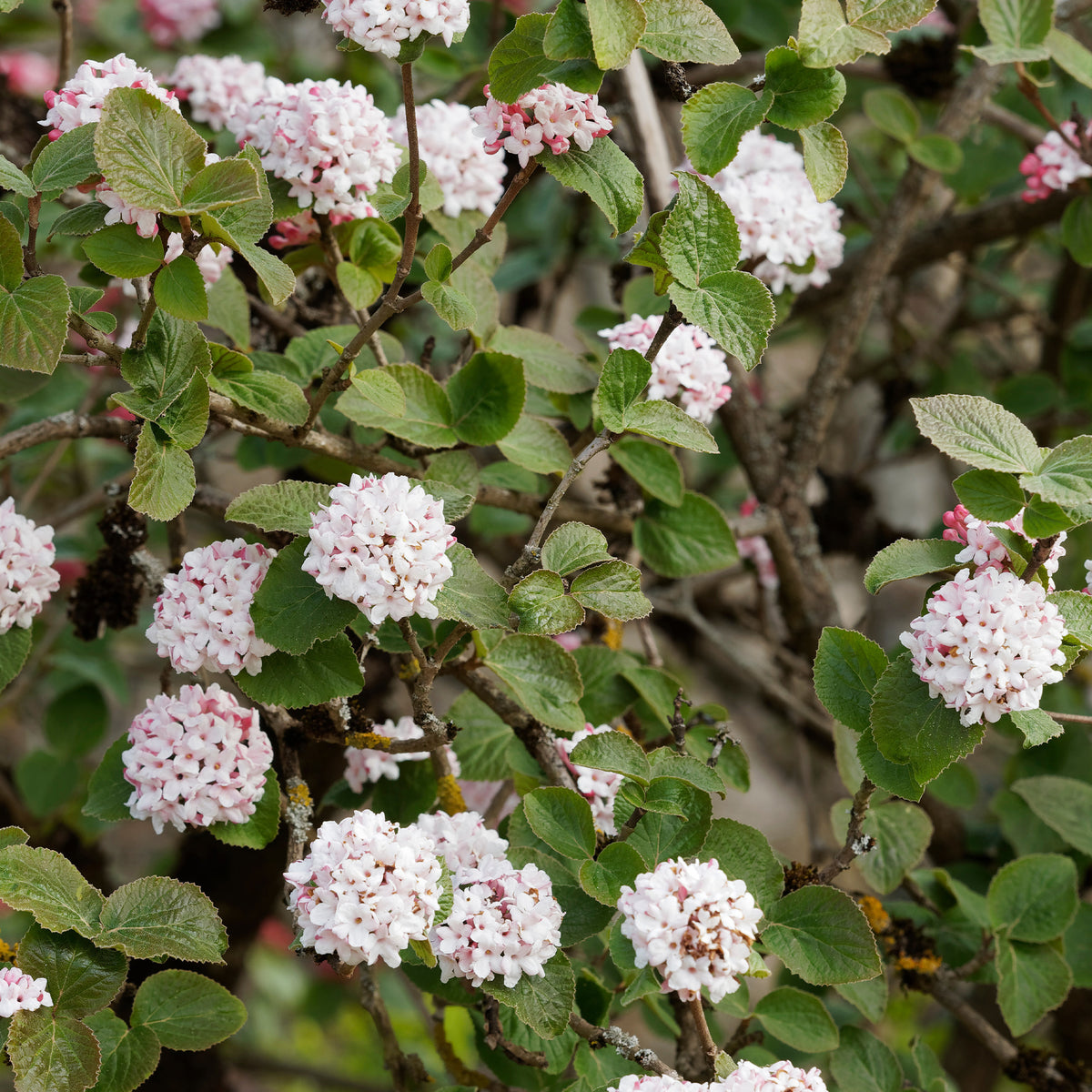 Viorne de Carle - Viburnum carlesii - Willemse