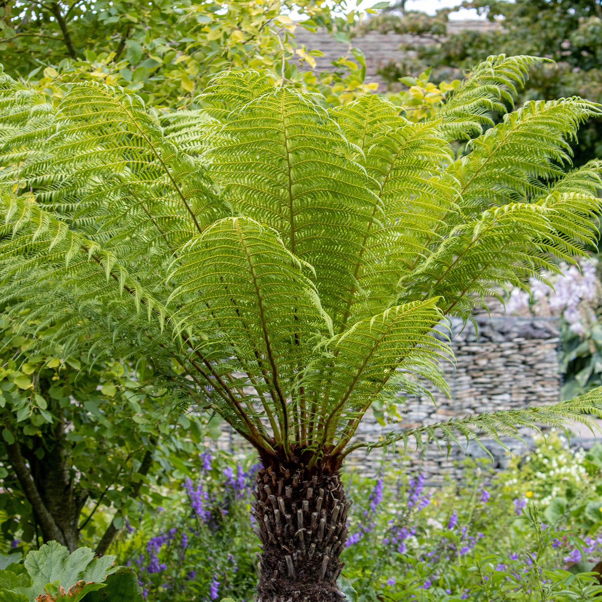 Fougère arborescente de Tasmanie - Dicksonia antarctica - Willemse