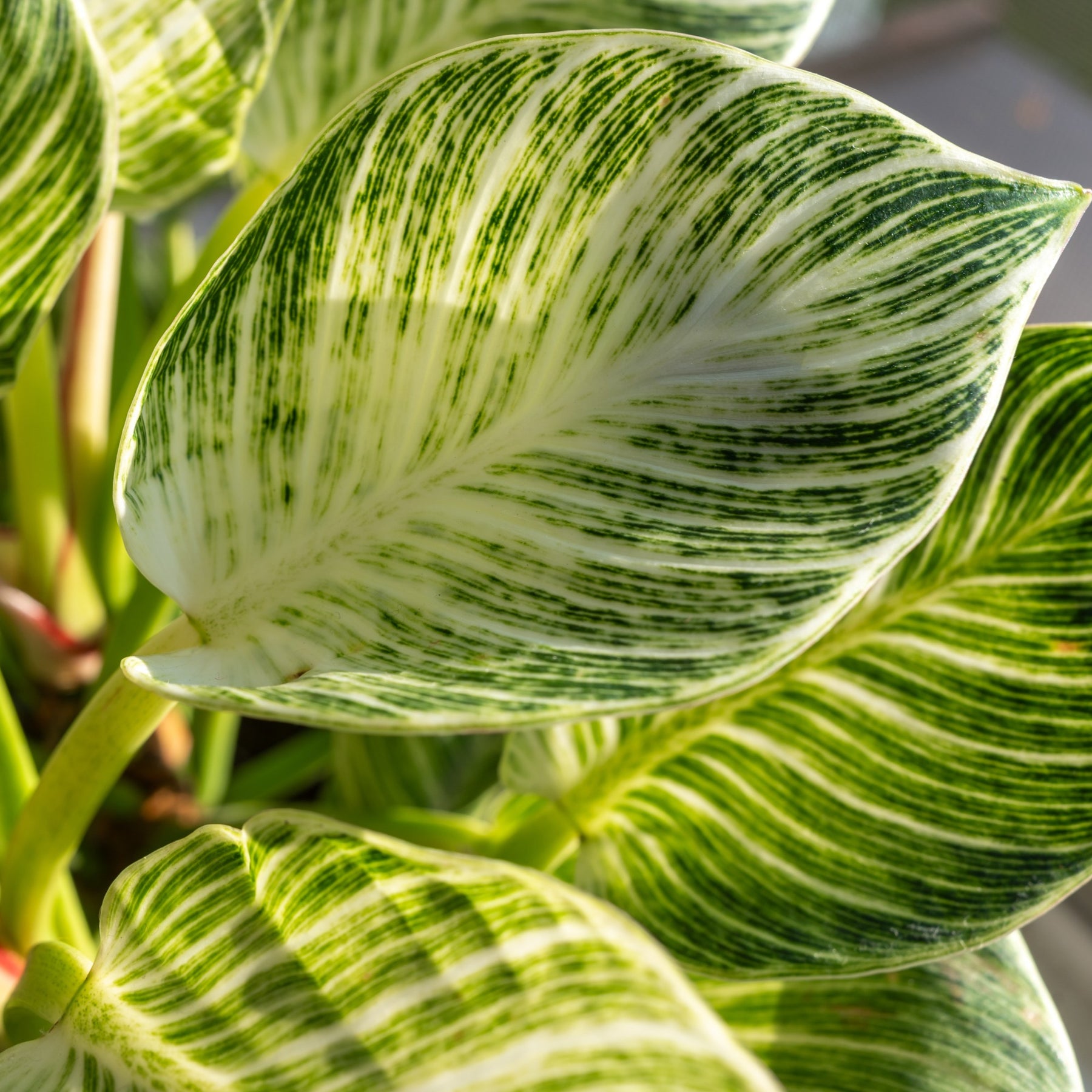 Philodendron White Wave