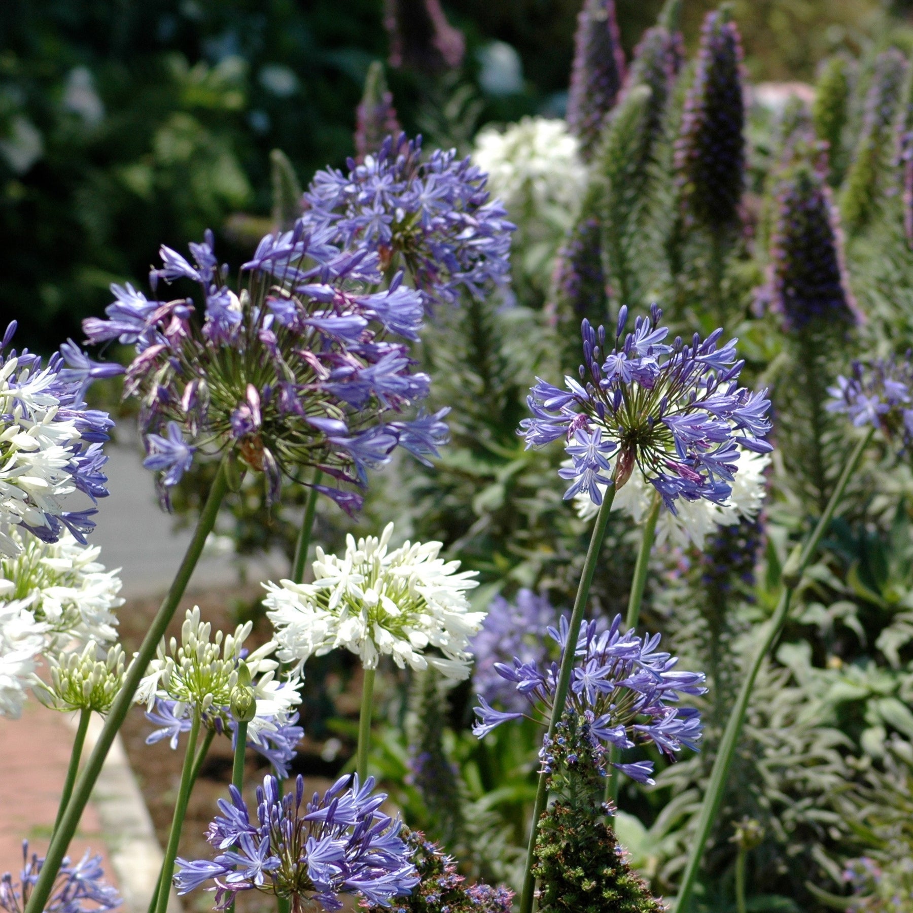 3 Agapanthes violettes et blanche en mélange - Agapanthus