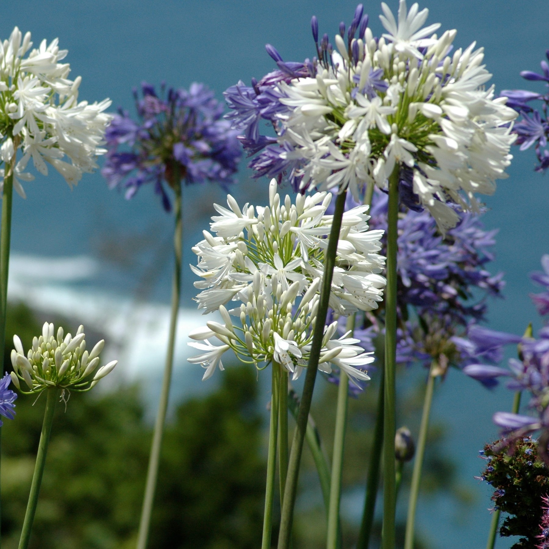 3 Agapanthes violettes et blanche en mélange - Agapanthus