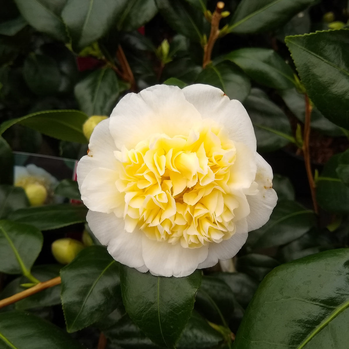 Camélia du Japon Brushfields Yellow - Camellia japonica Brushfields Yellow - Willemse