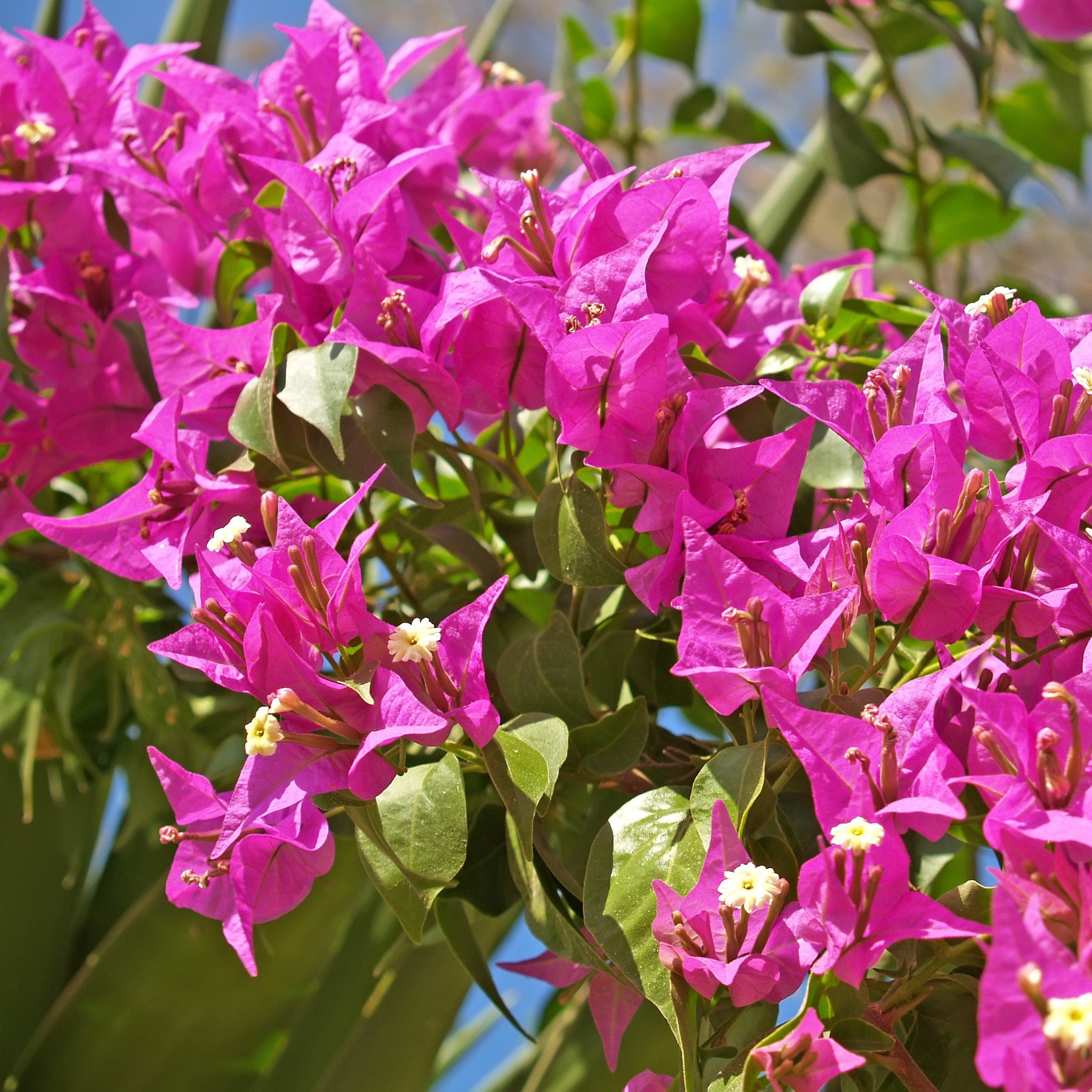 Bougainvillier Vera Deep Purple - Bougainvillea spectabilis 'vera deep purple' - Plantes