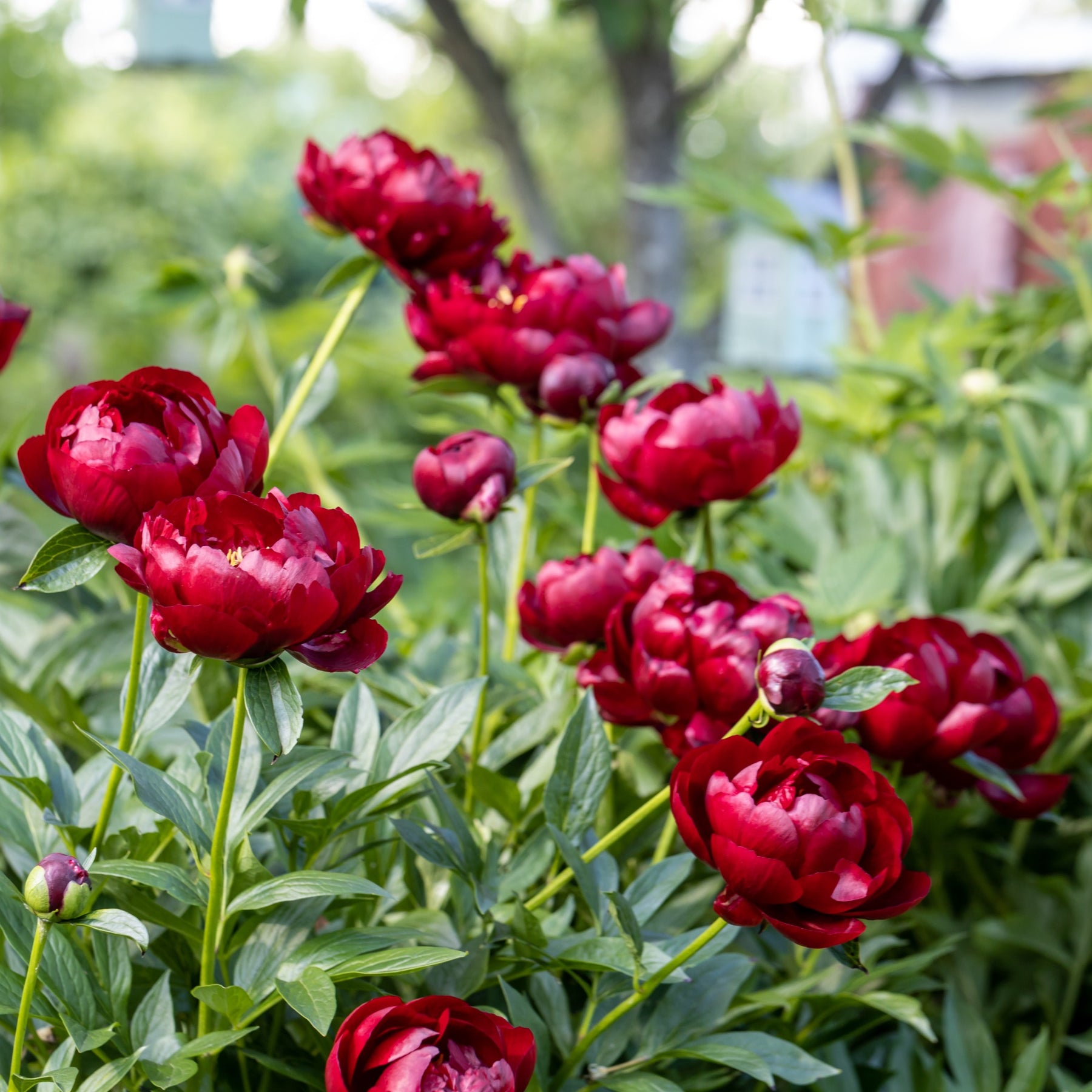 Pivoine Bella