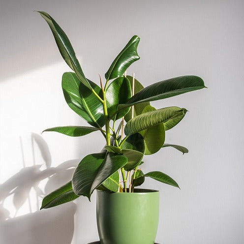 Caoutchouc Robusta, ficus facile en intérieur