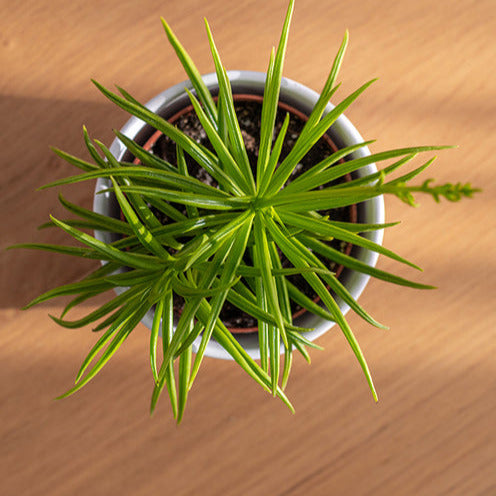 Séneçon de Barberton - Senecio Himalaya - Willemse