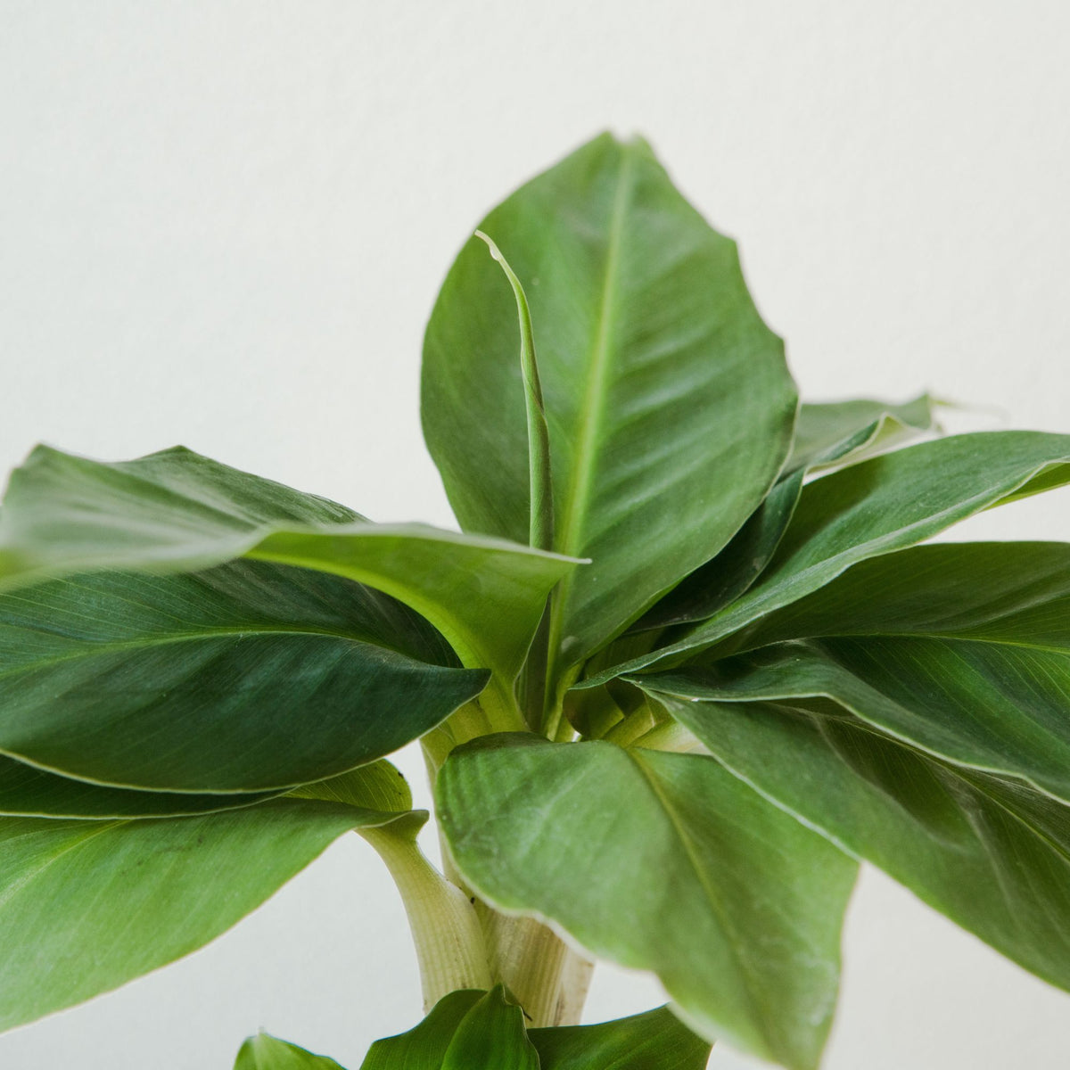 Bananier nain - Musa Dwarf Cavendish - Willemse