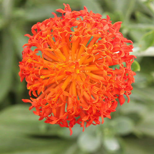 Séneçon Helenium