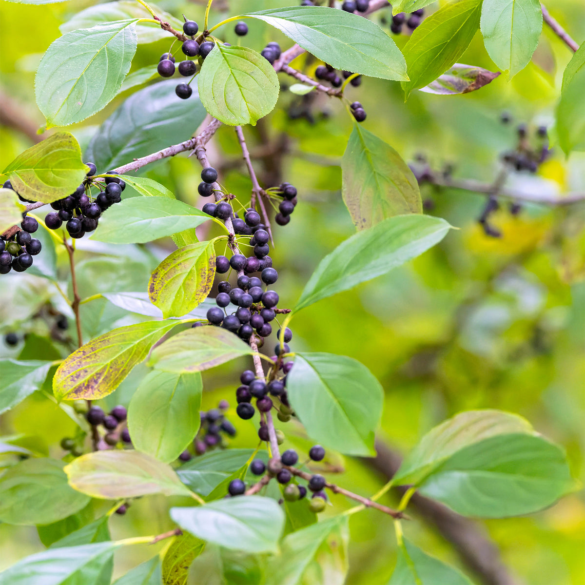 Nerprun purgatif - Rhamnus cathartica - Willemse