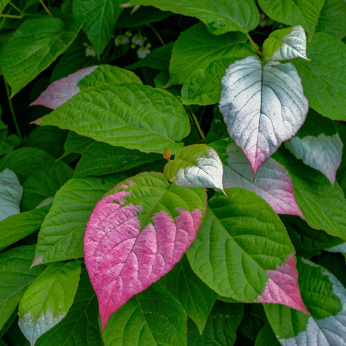 Kiwi d'ornement panaché - Actinidia kolomikta - Willemse