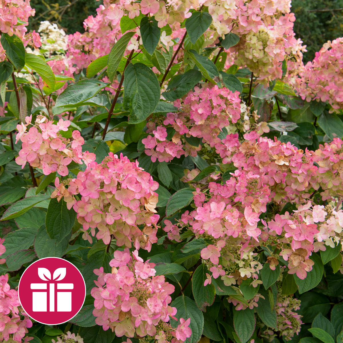Un Hortensia Pink Diamond en cadeau - Hydrangea Pink Diamond - Willemse
