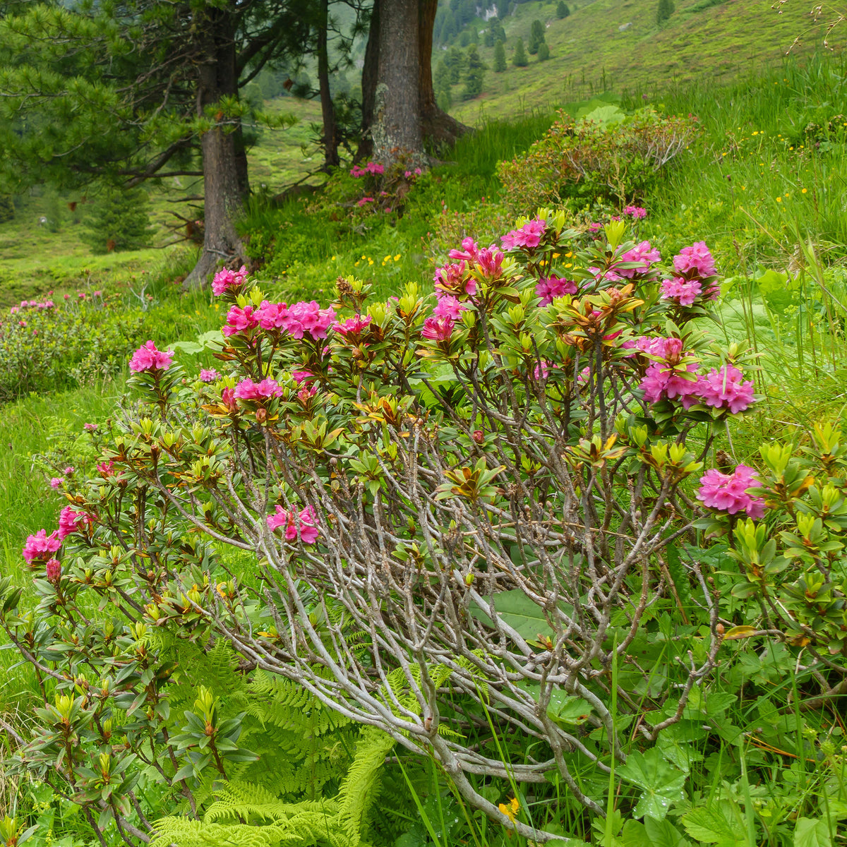 Azalée du Japon Lilac Surprise - Azalea japonica Lilac Surprise - Willemse