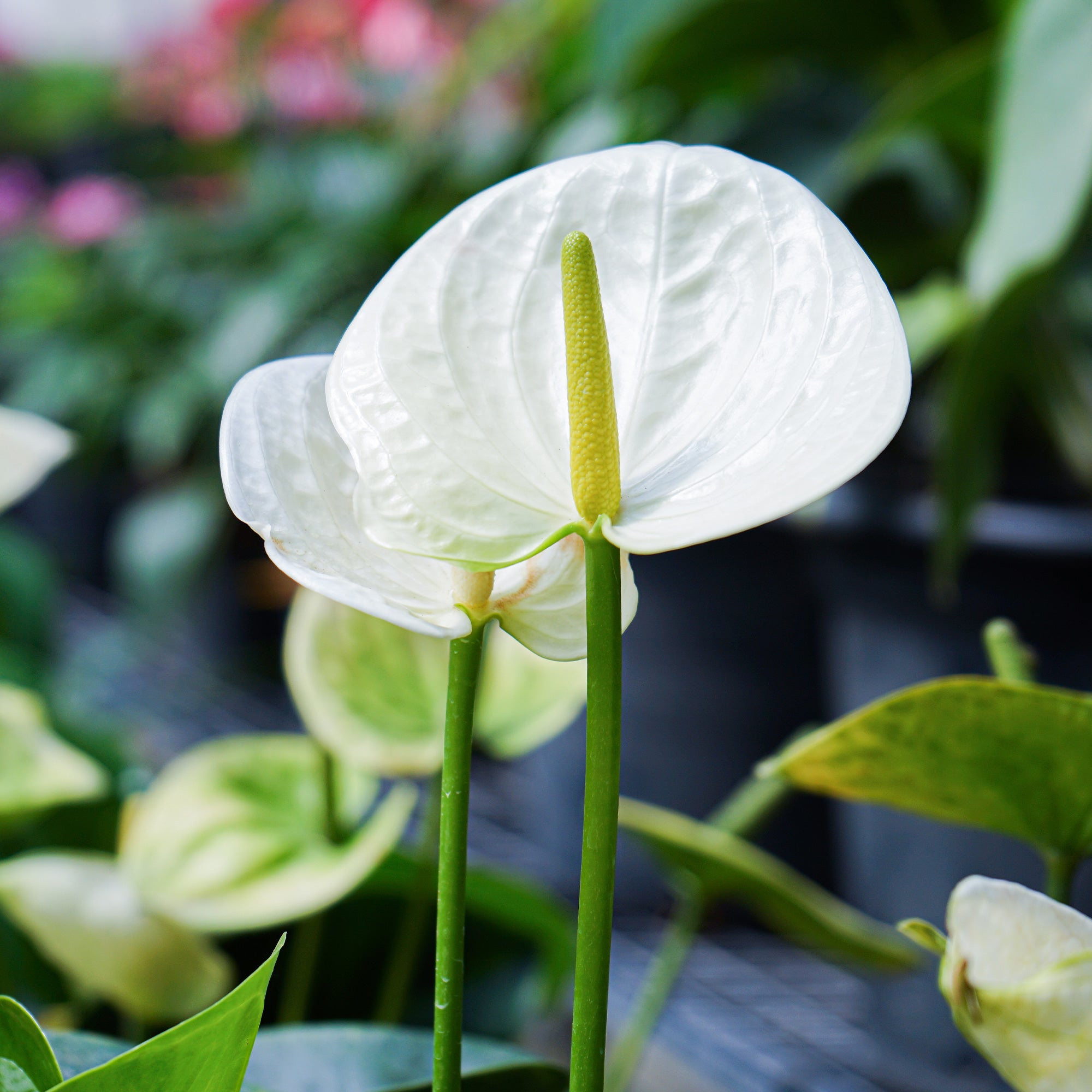 Anthurium blanc - Anthurium White Champion