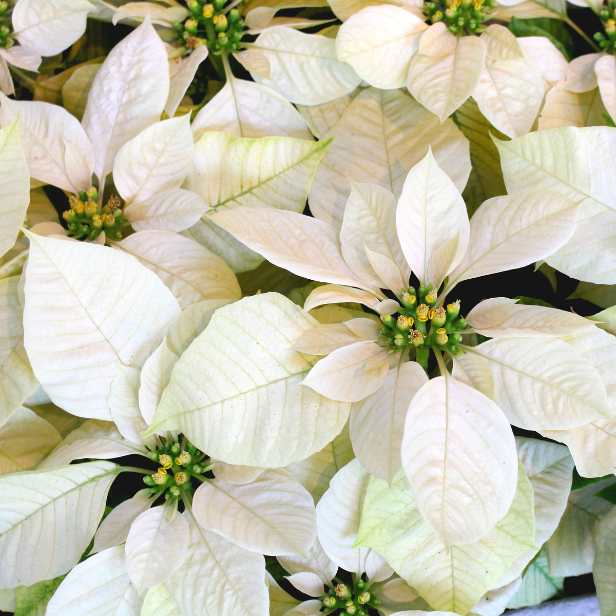 Poinsettia Blanc - Euphorbia pulcherrima white - Willemse