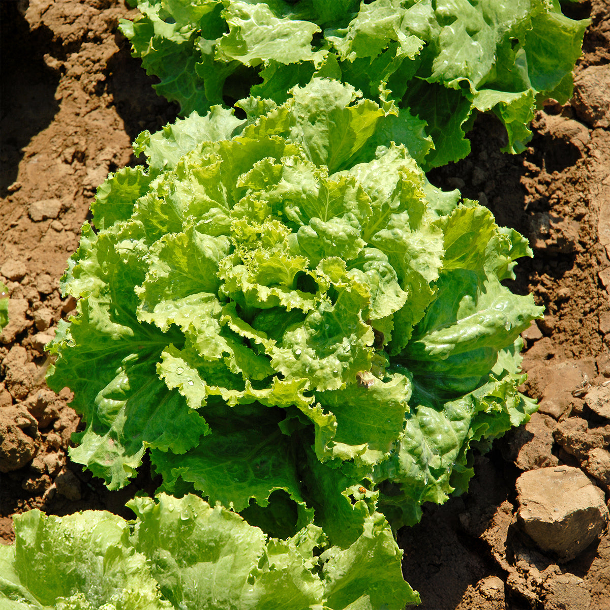 Laitue batavia Blonde de Paris - Lactuca sativa capitata blonde de paris - Willemse