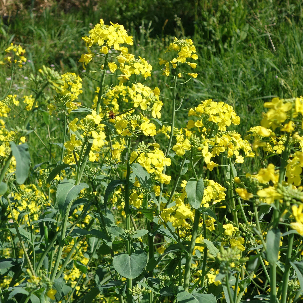 Cresson de jardin - Barbarea verna - Willemse
