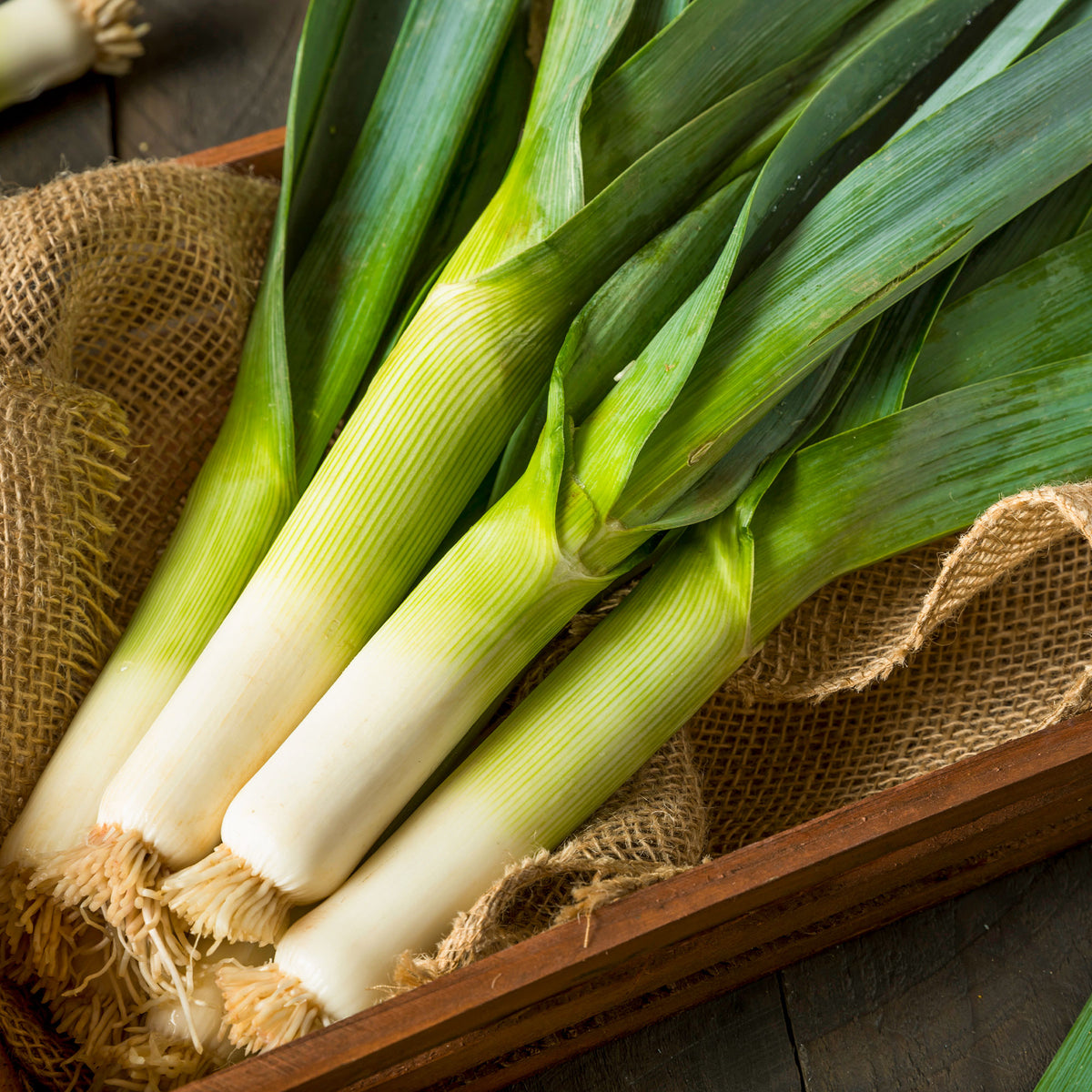 Poireau Armor - Allium porrum armor (obt. clause) - Willemse