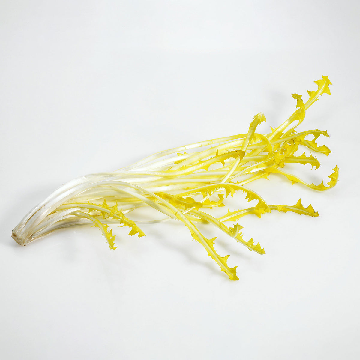 Chicorée sauvage Barbe de Capucin - Cichorium intybus barbe de capucin - Willemse