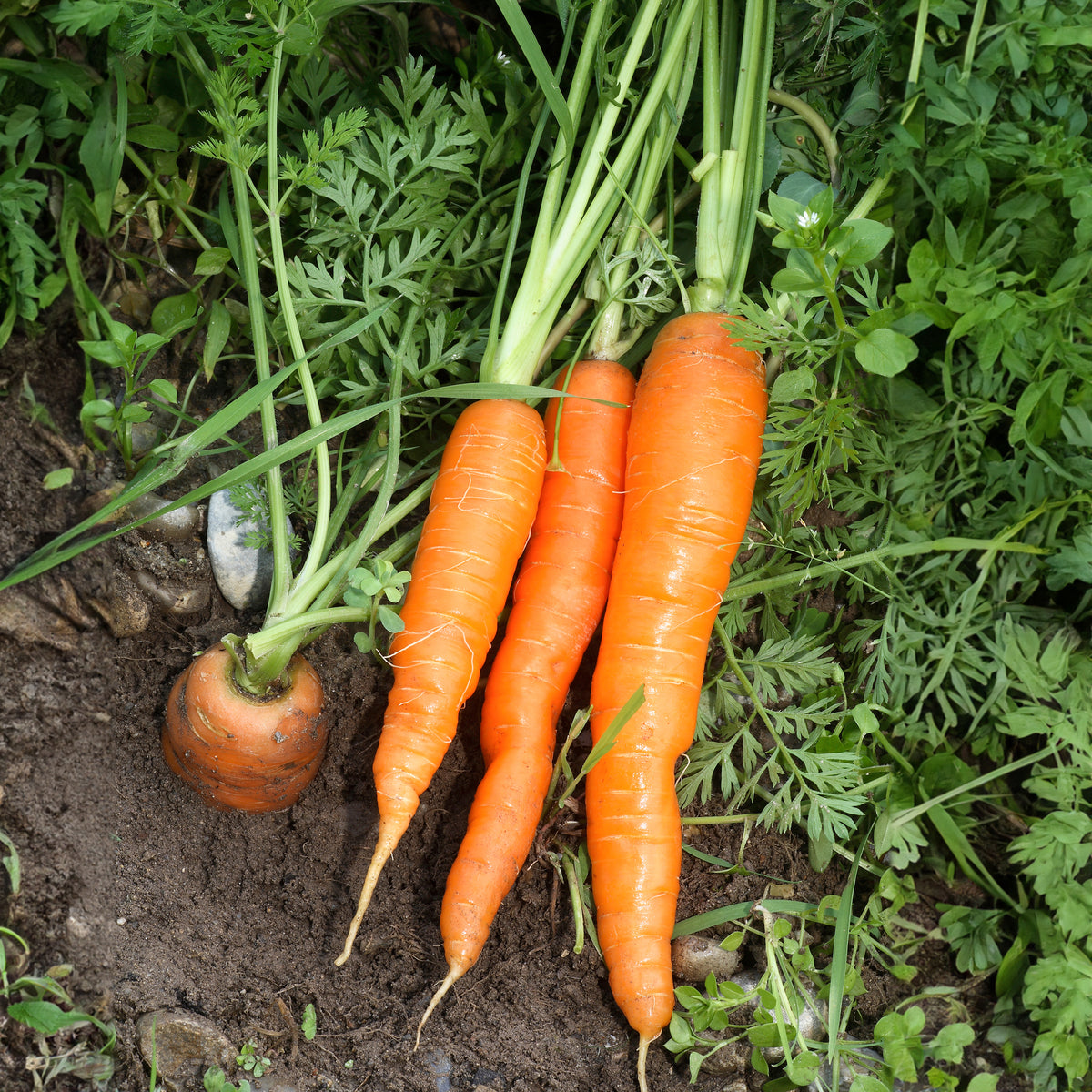 Carotte Nantaise améliorée 4 - Daucus carota Nantaise améliorée 4 - Willemse