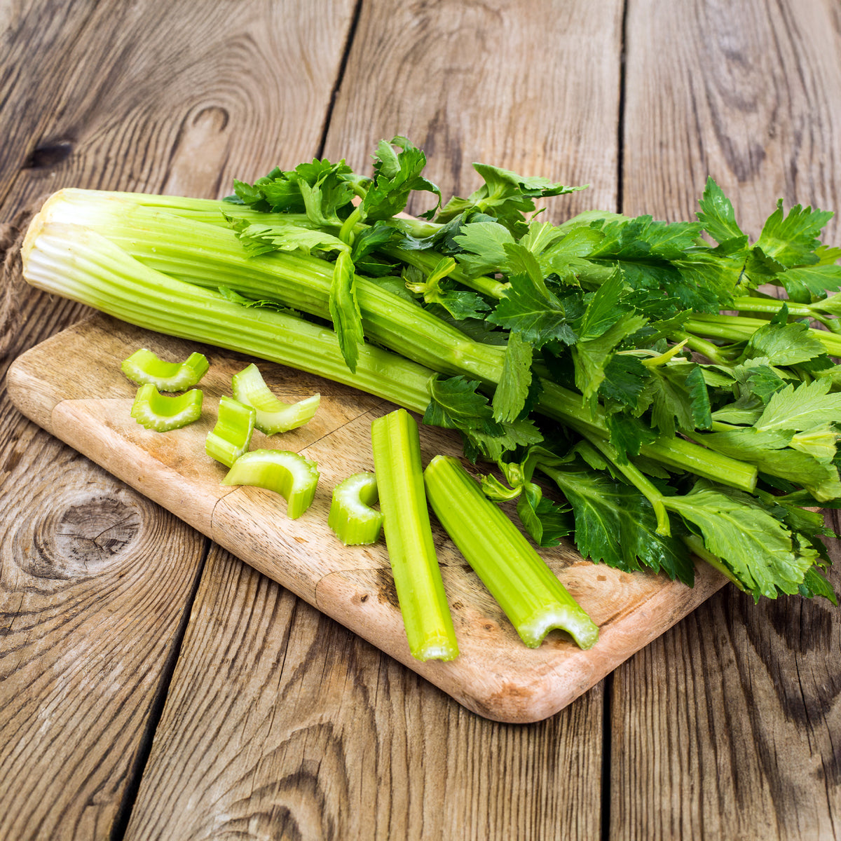 Céleri vivace à couper - Apium graveolens - Willemse