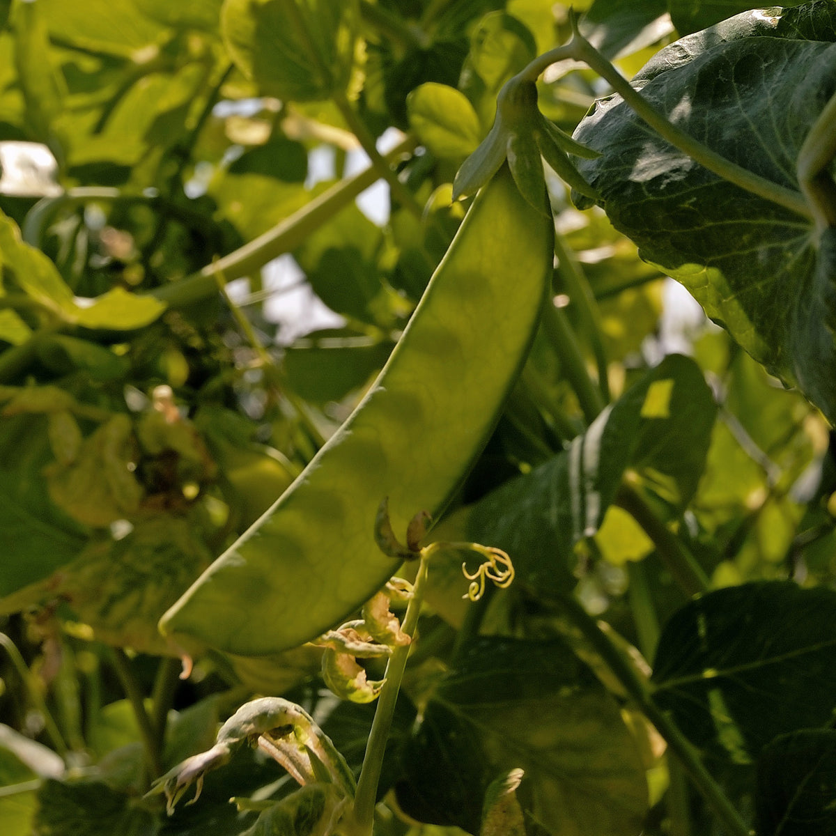 Pois nain mangetout Bamby - Pisum sativum bamby (obt. gautier) - Willemse