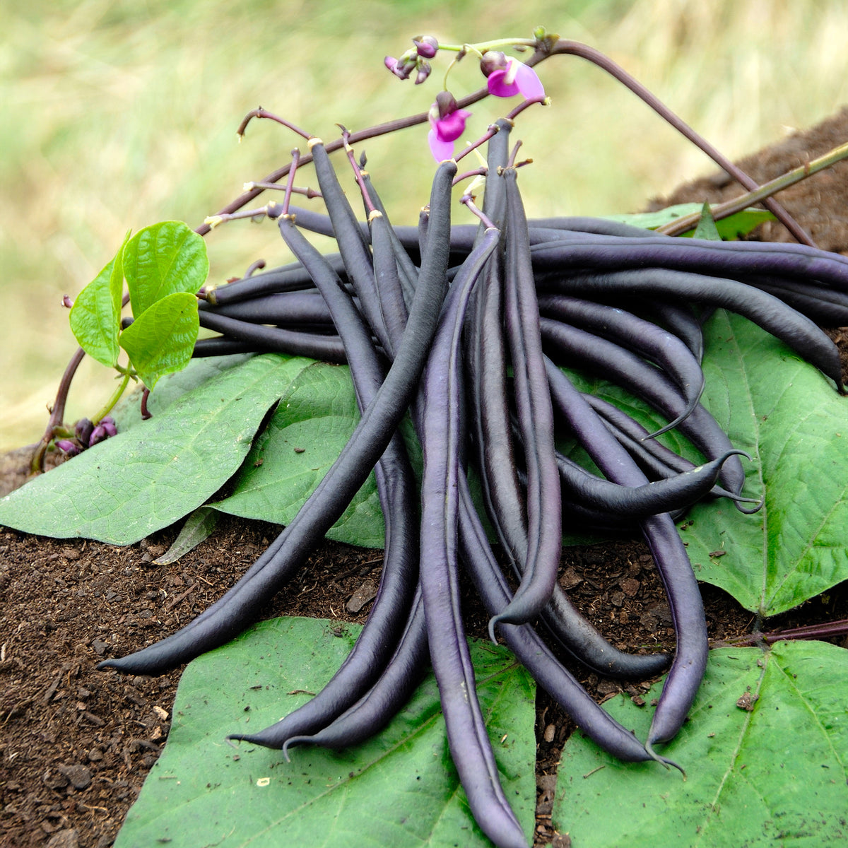 Haricot mangetout Purple Queen - Phaseolus vulgaris purple queen - Willemse