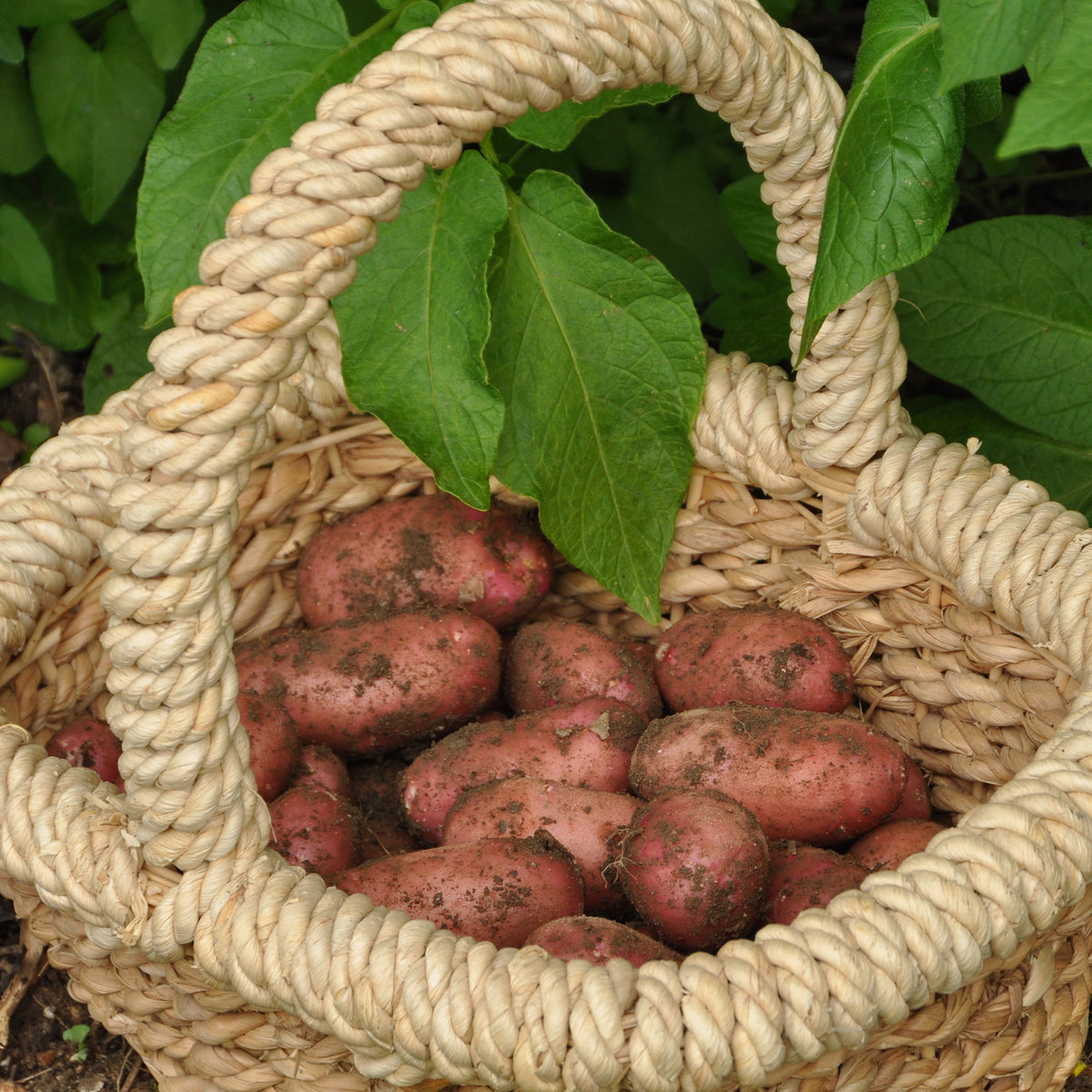 Pomme de terre Rose de France - Cirielle - Solanum tuberosum rose de france (cirielle) - Willemse