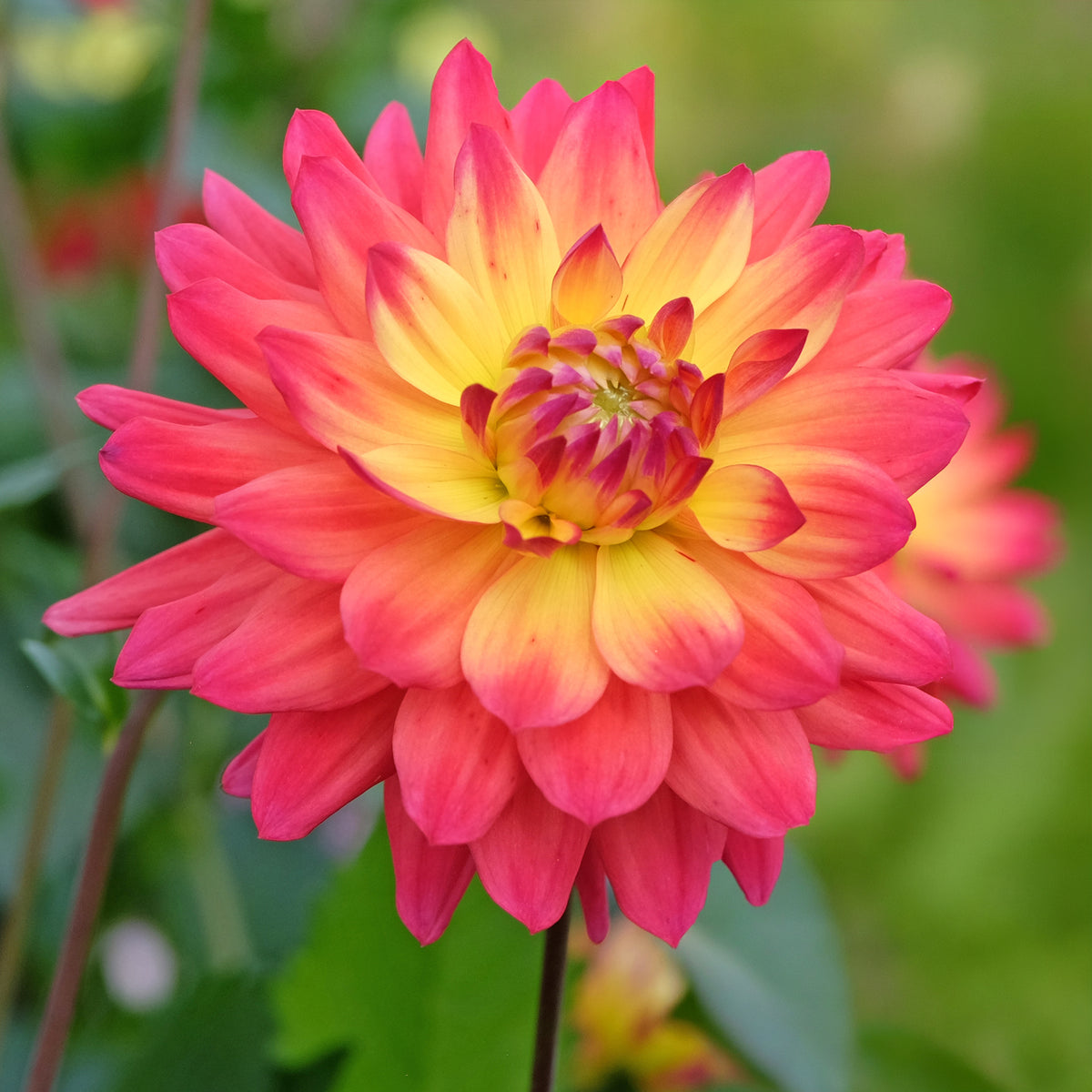 3 Dahlias décoratifs Tricolore - Dahlia tricolore - Willemse