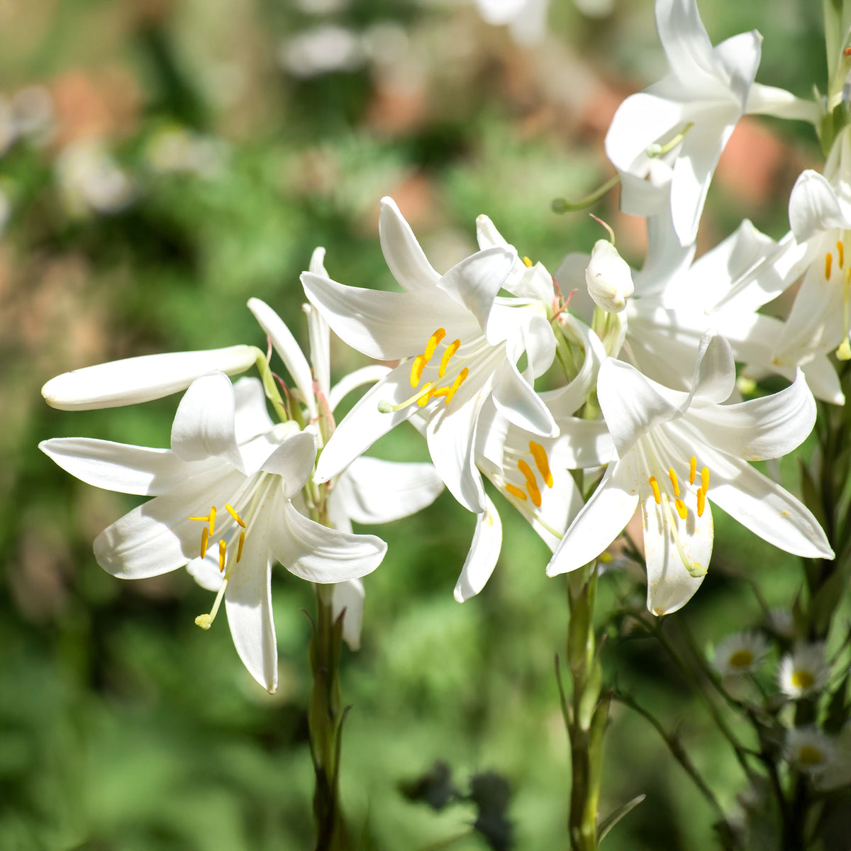 2 Lis de la Madone - Lilium candidum - Willemse