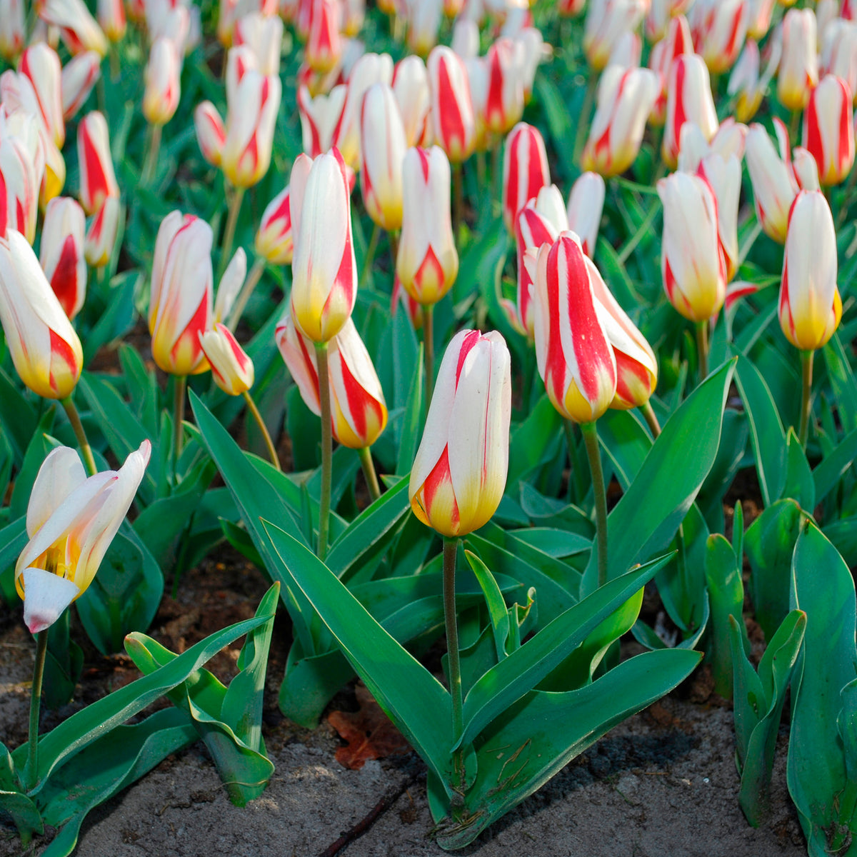 10 Tulipes botaniques The First