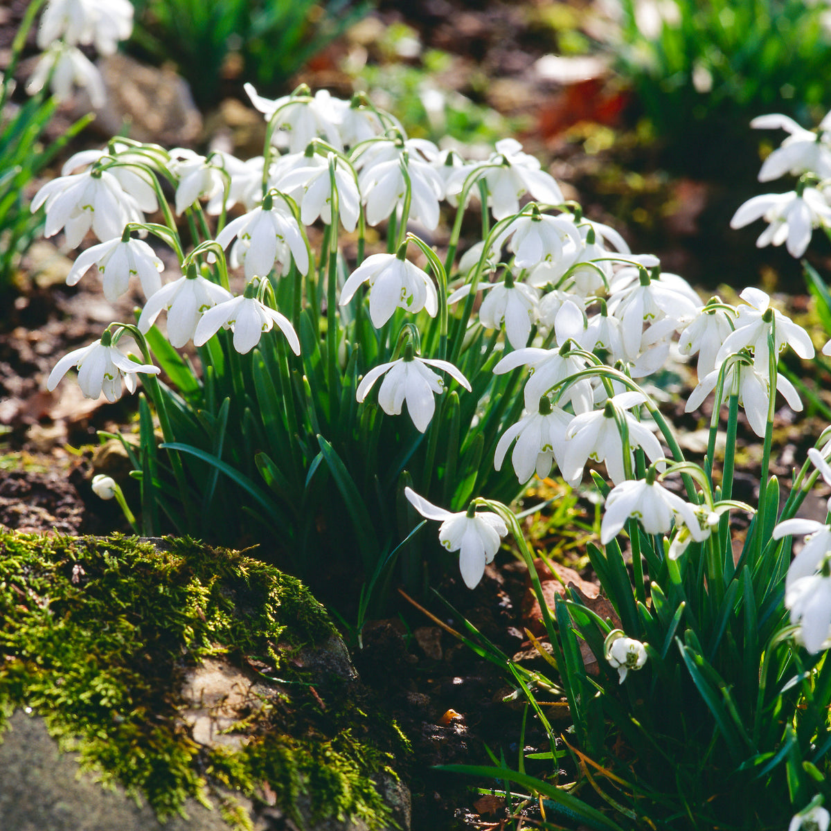 10 Perce-neige double - Galanthus nivalis flore pleno - Willemse