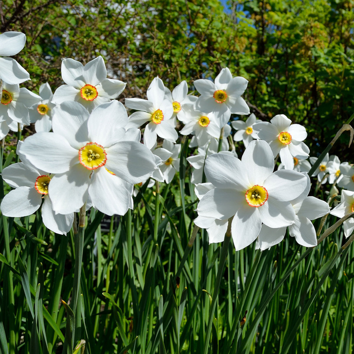 10 Narcisses des poètes Actea - Narcissus poeticus Actea - Willemse