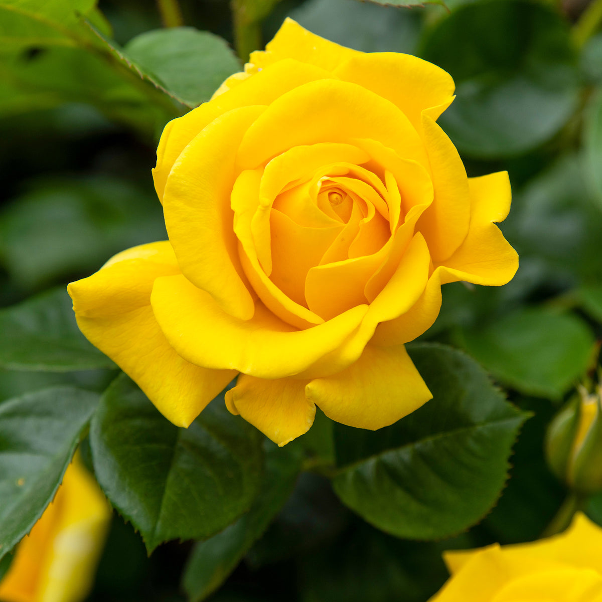 Rosier Hadangel - Rosa hadangel - Willemse