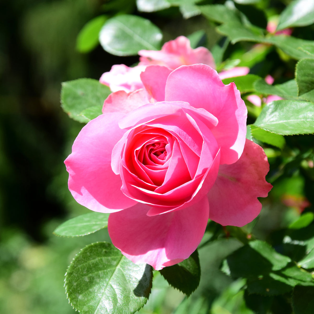 Rosier Pink Perfume - Rosa pink perfume - Willemse