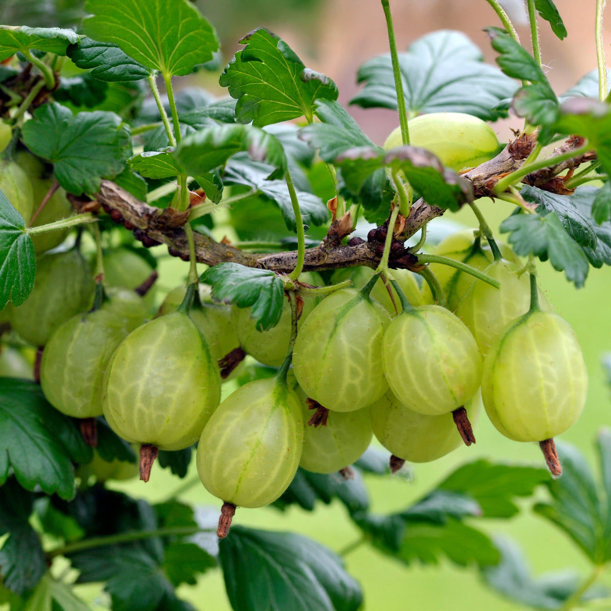 2 Groseilliers à maquereaux Anglaise Blanche - Ribes uva-crispa anglaise blanche - Willemse