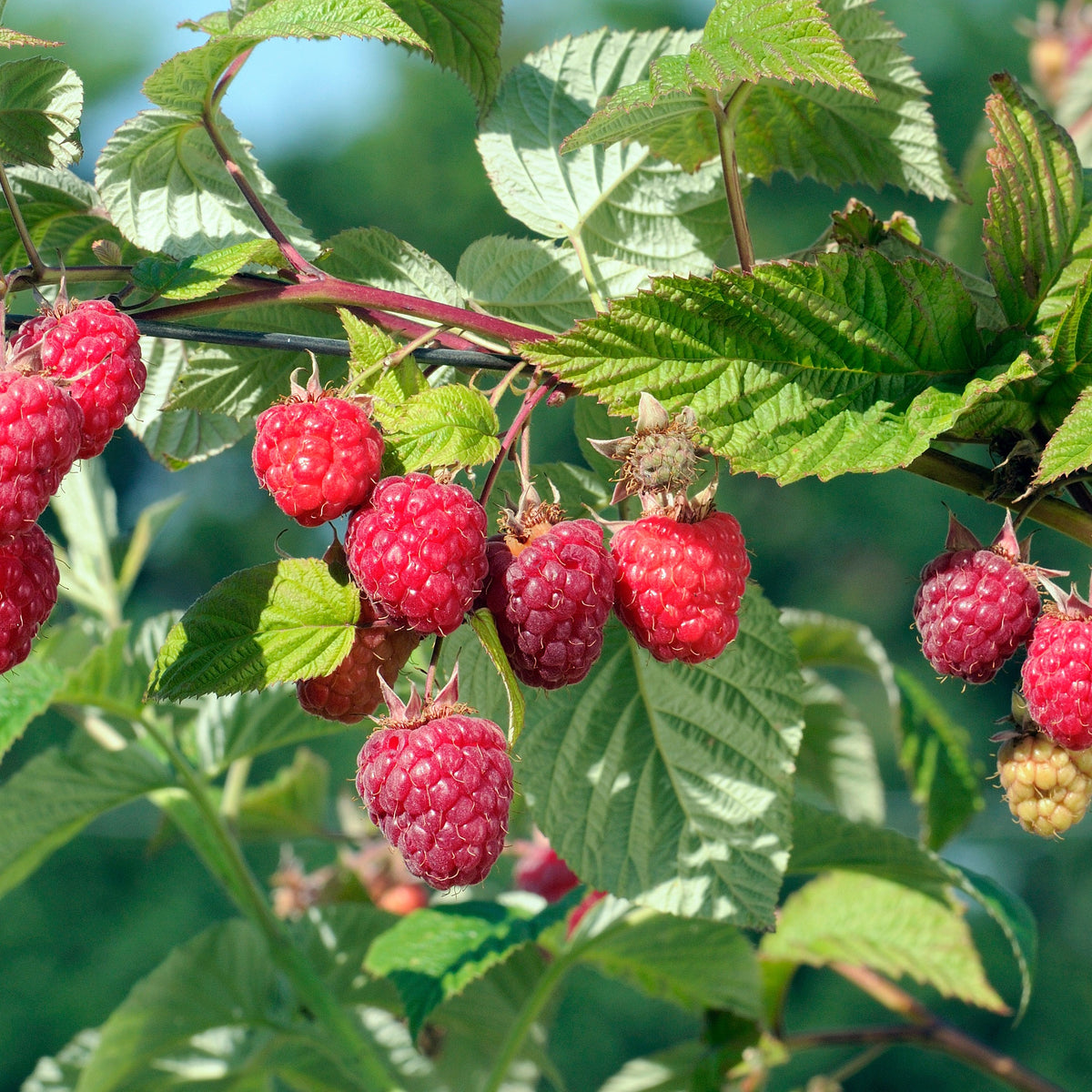 Framboisier remontant Heritage - Rubus idaeus Heritage - Fruitiers Arbres et arbustes