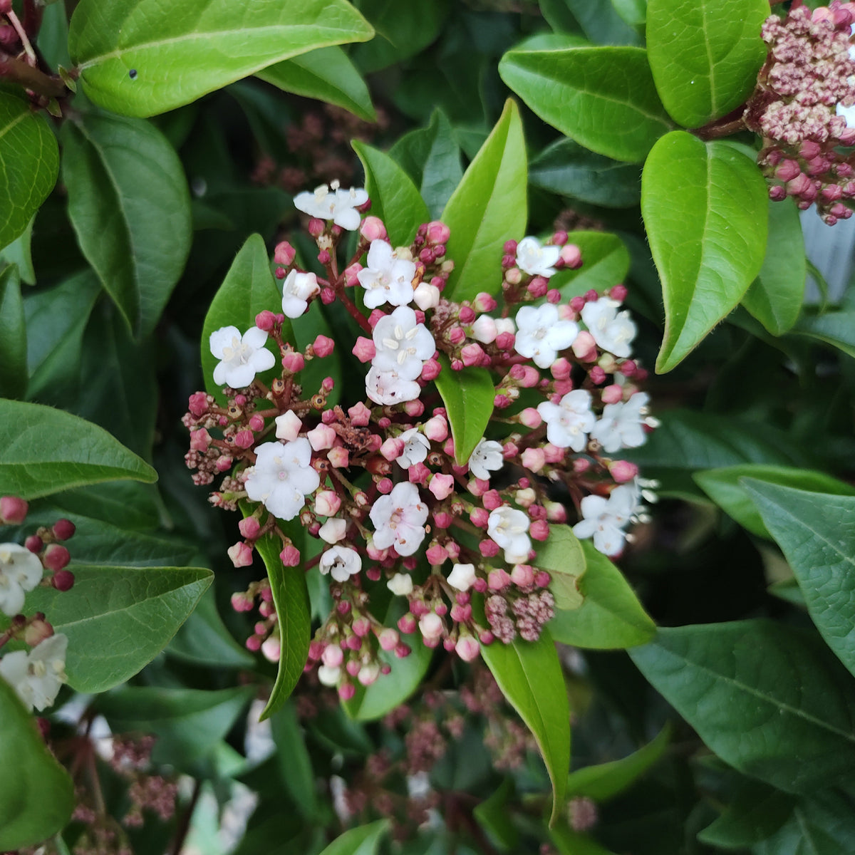Viorne naine Spirit - Viburnum tinus Spirit - Willemse