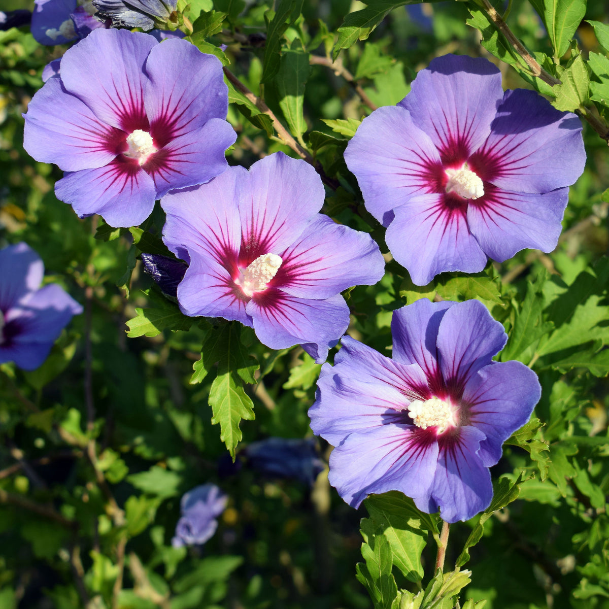 Hibiscus de jardin sur tige bleu - Hibiscus syriacus - Willemse