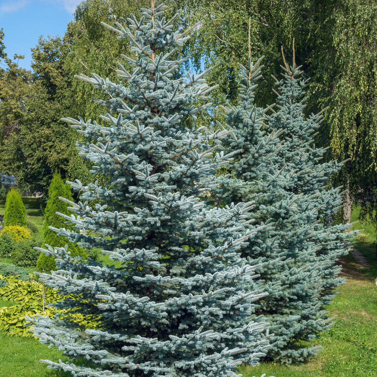 Sapin bleu - Picea pungens maculata - Willemse