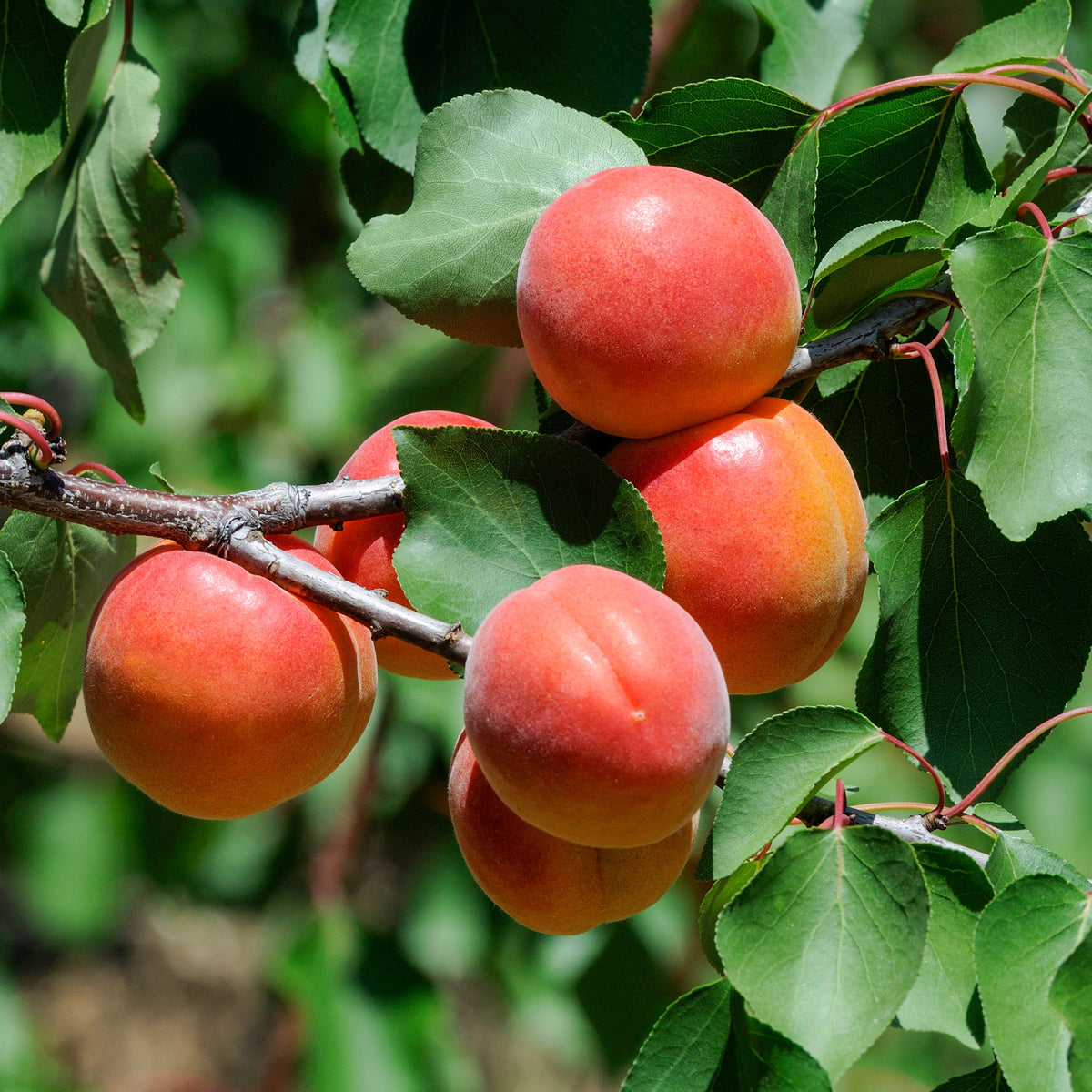 Abricotier Pêche De Nancy - Prunus armeniaca Pêche de Nancy - Willemse