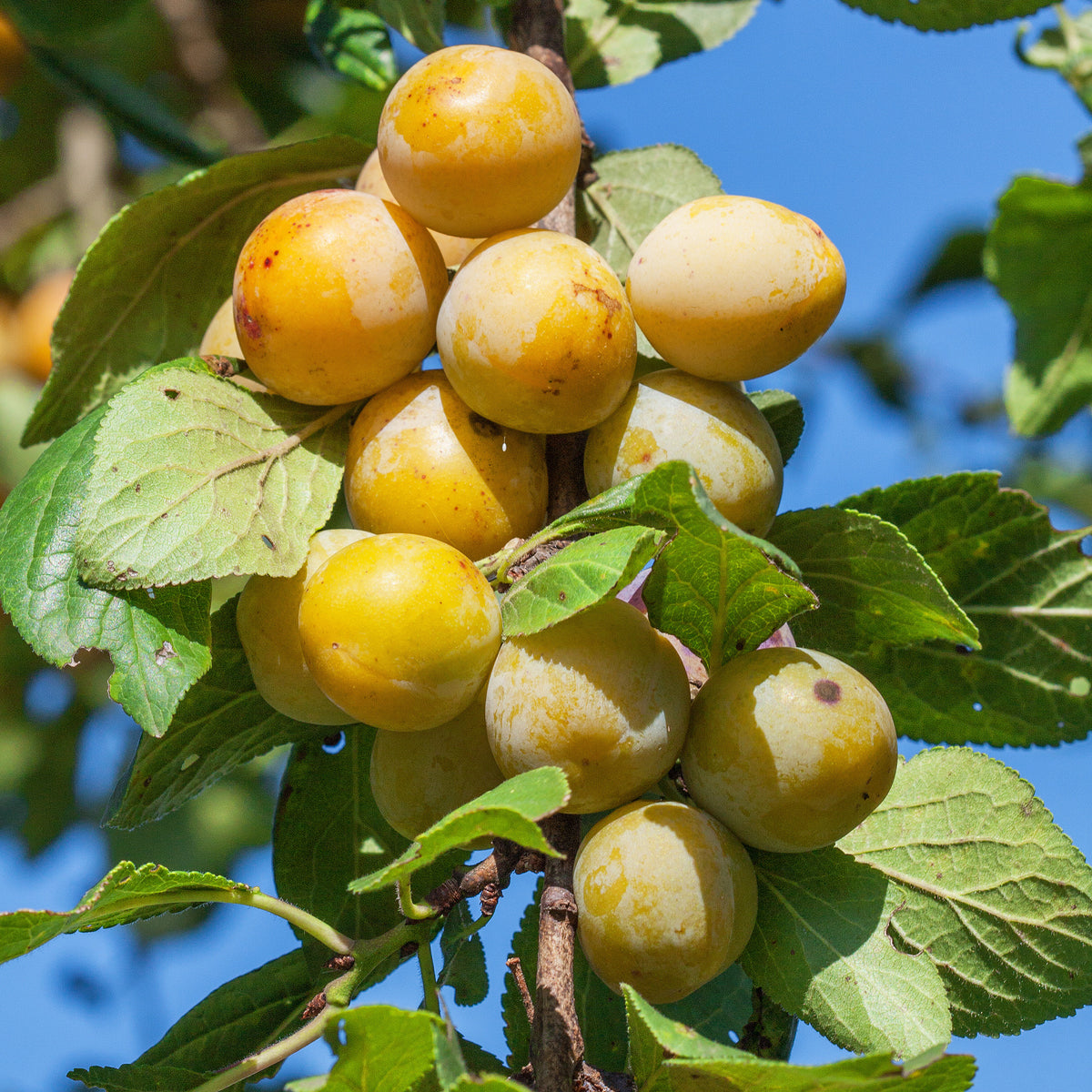Prunier Mirabelle de Nancy - Mirabellier - Prunus domestica Mirabelle de Nancy - Willemse