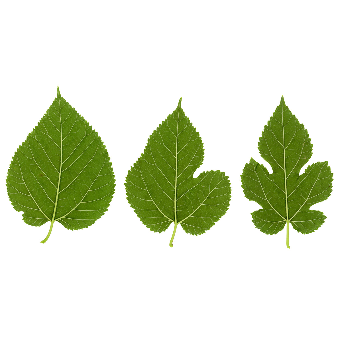 Mûrier à grandes feuilles - Morus alba Macrophylla - Willemse