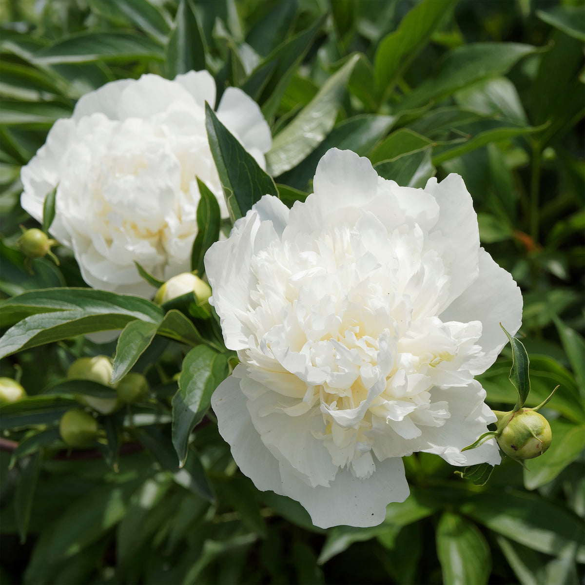 Pivoine Duchesse de Nemours - Paeonia lactiflora Duchesse de Nemours - Willemse
