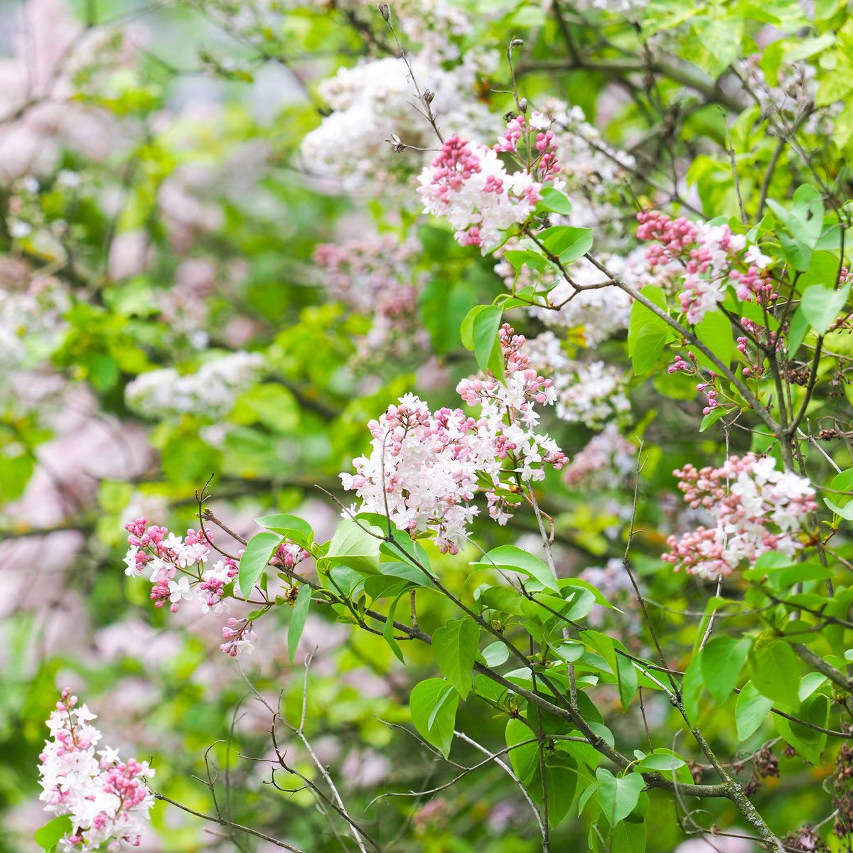 Lilas double Beauty of Moscow - Syringa vulgaris Beauty of Moscow - Willemse