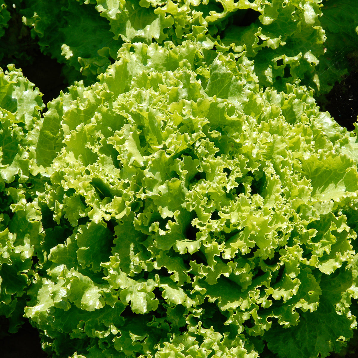 Laitue batavia Florine - Lactuca sativa capitata florine - Willemse